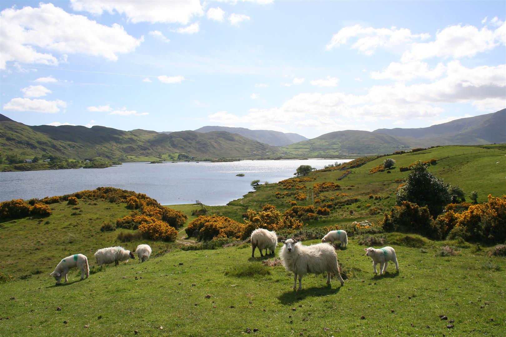 Lough Mask angelführer irland